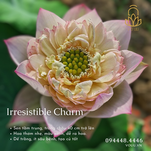 Củ giống Irresistible Charm