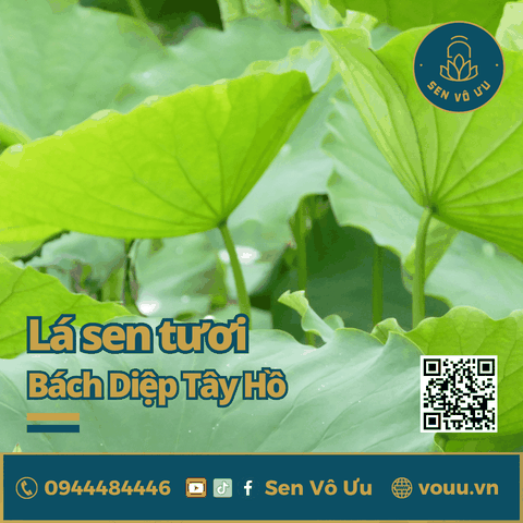 Lá sen tươi | Lá sen bọc thực phẩm | Sen Vô Ưu