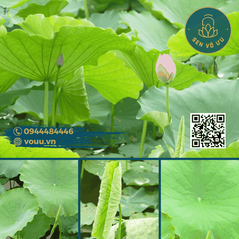 Lá sen tươi | Lá sen bọc thực phẩm | Sen Vô Ưu