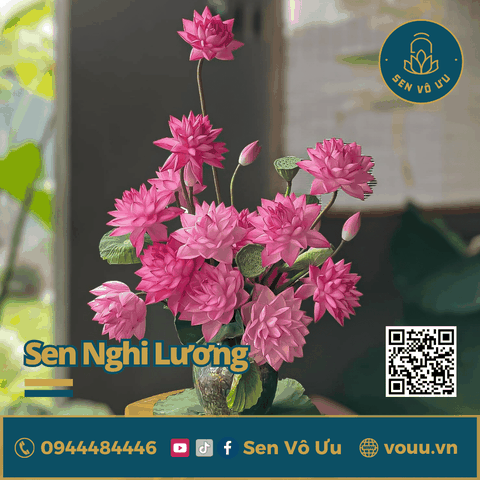 Bó 10 bông hoa sen nghìn cánh Nghi Lương | Sen Vô Ưu
