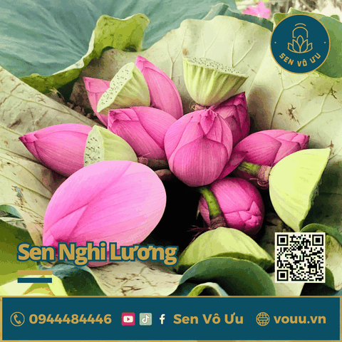 Sen Nghìn cánh Nghi Lương | Sen Vô Ưu