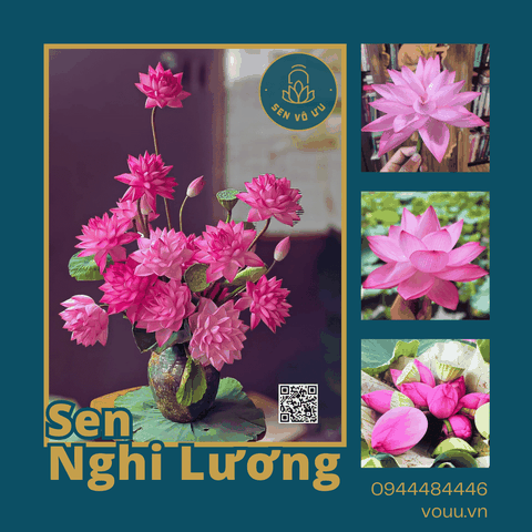 Bó 10 bông hoa sen nghìn cánh Nghi Lương | Sen Vô Ưu