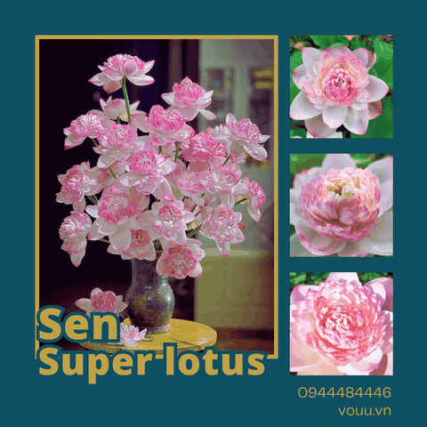 Giống sen Super Lotus | Sen Vô Ưu