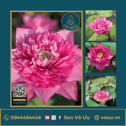 Giống sen Marigol Pink | Sen Vô Ưu