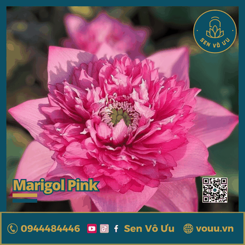 Giống sen Marigol Pink | Sen Vô Ưu