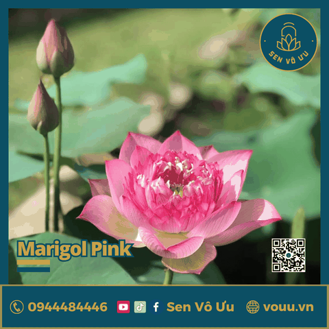 Giống sen Marigol Pink | Sen Vô Ưu