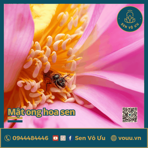 Mật ong hoa sen nguyên chất | Sen Vô Ưu