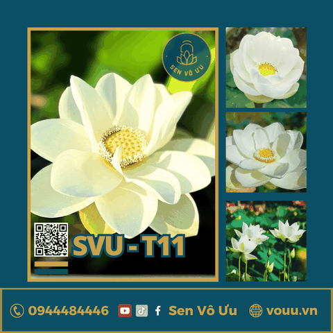 Giống sen trắng SVU-T11 | Sen Vô Ưu