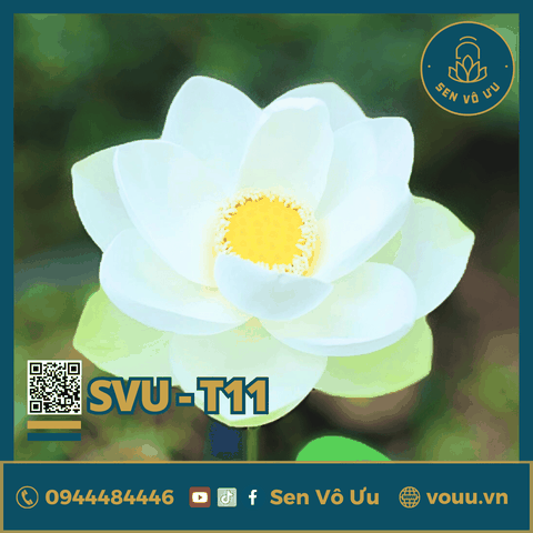 Giống sen trắng SVU-T11 | Sen Vô Ưu