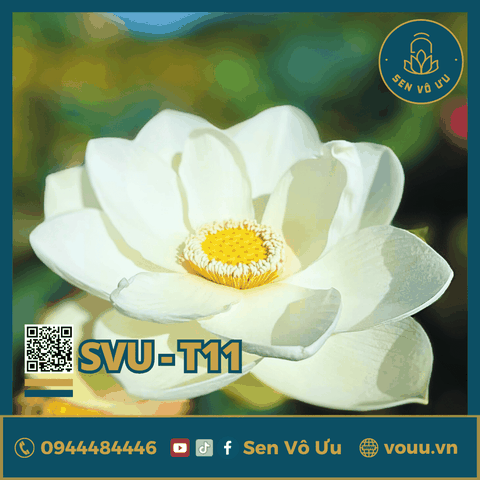 Giống sen trắng SVU-T11 | Sen Vô Ưu