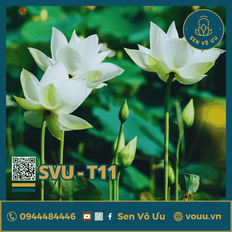 Giống sen trắng SVU-T11 | Sen Vô Ưu