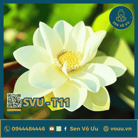 Giống sen trắng SVU-T11 | Sen Vô Ưu