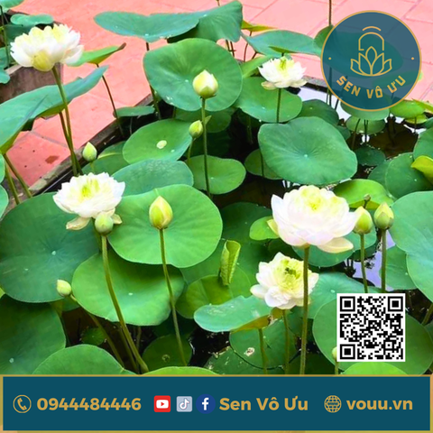 Củ giống mini Bông Tuyết