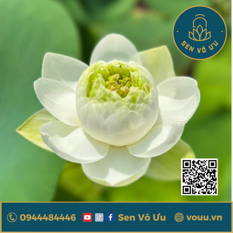 Củ giống mini Bông Tuyết