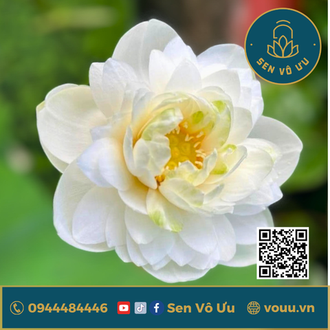 Củ giống mini Bông Tuyết