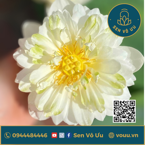 Củ giống mini Bông Tuyết