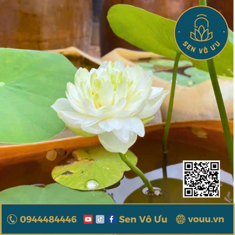 Củ giống mini Bông Tuyết