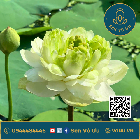 Củ giống mini Bông Tuyết