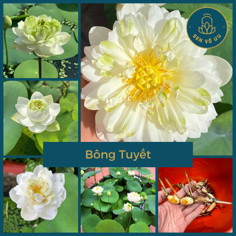 Củ giống mini Bông Tuyết