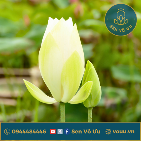 Củ giống Sen Mini Flying Snow