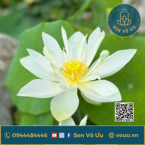 Củ giống Sen Mini Flying Snow