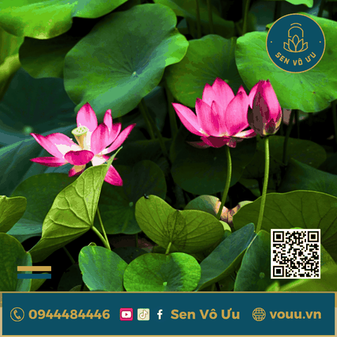 Củ giống Sen mini Hồng Cánh Đơn | Sen Vô Ưu