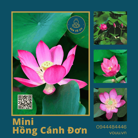 Củ giống Sen mini Hồng Cánh Đơn | Sen Vô Ưu