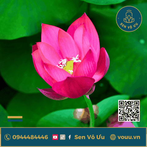 Củ giống Sen mini Hồng Cánh Đơn | Sen Vô Ưu