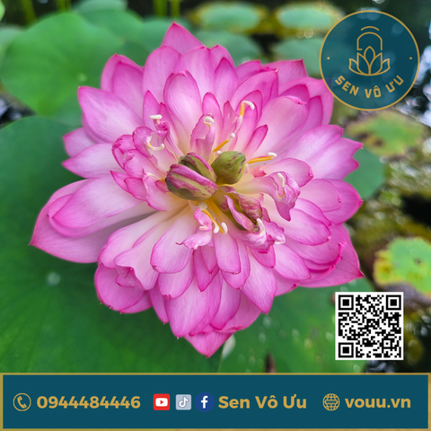 Combo sen Little Dragon siêu hoa