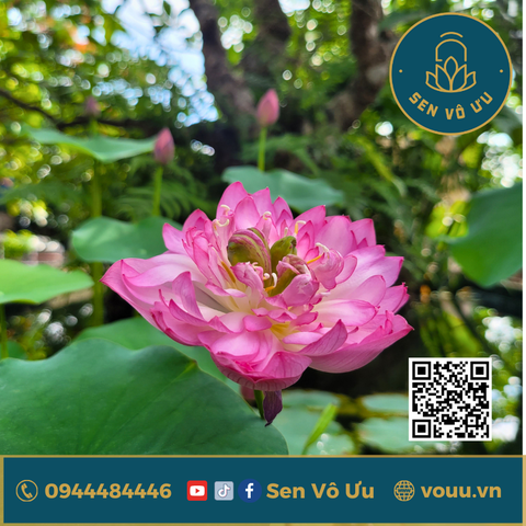 Củ giống sen Little Dragon siêu hoa | Sen Vô Ưu