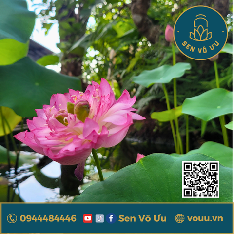 Combo sen Little Dragon siêu hoa