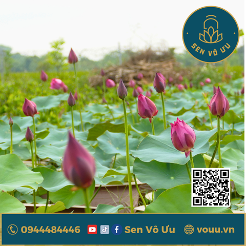 Combo sen Little Dragon siêu hoa