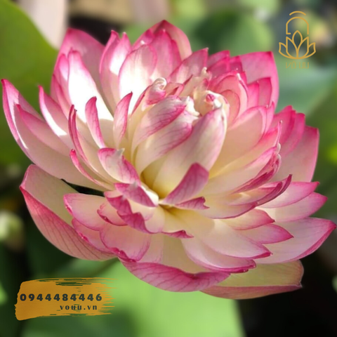 Sen mini Sunset Cloud