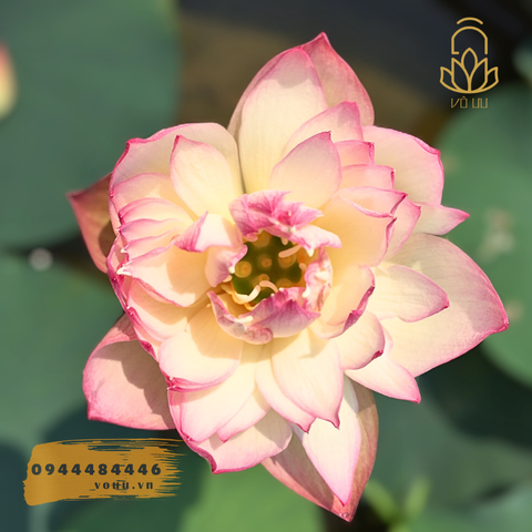 Sen mini Sunset Cloud