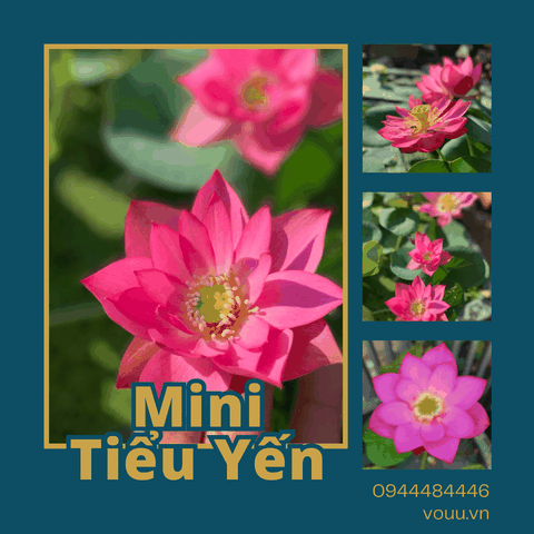 Củ giống Sen mini Tiểu Yến | Sen Vô Ưu