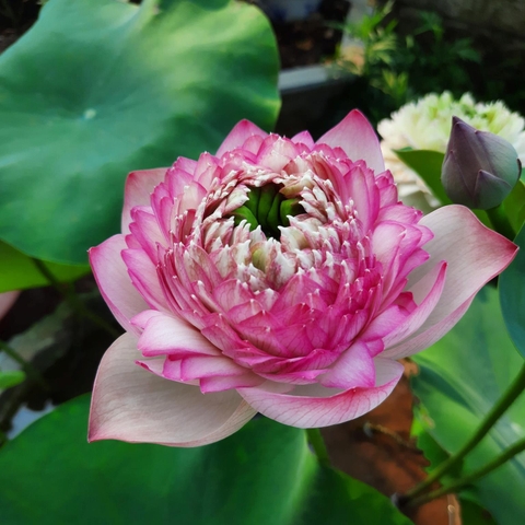 Giống sen Juwaba | Sen Vô Ưu