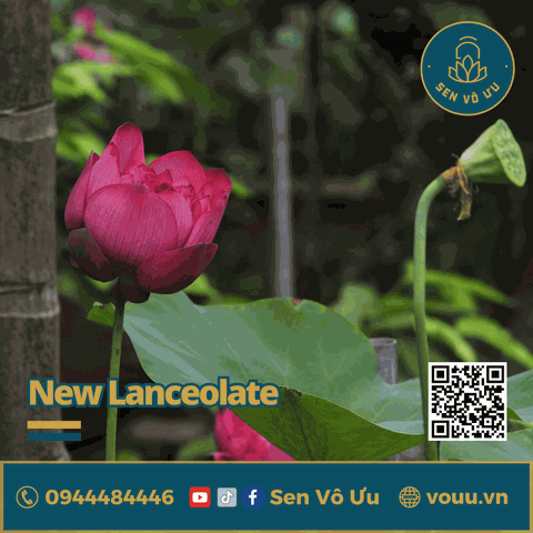 Củ giống sen New Lanceolate Lotus | Sen Vô Ưu