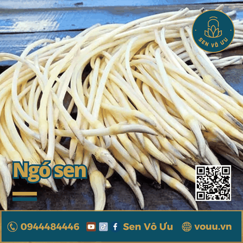 Ngó sen tươi - Mầm sen tươi | Sen Vô Ưu