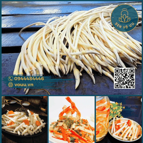 Ngó sen tươi - Mầm sen tươi | Sen Vô Ưu