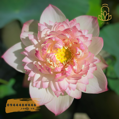 Củ giống Pink Diamond