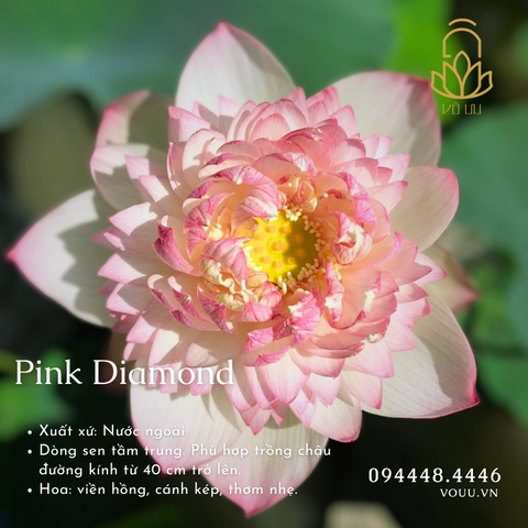 Củ giống Pink Diamond