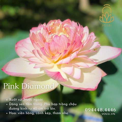 Củ giống Pink Diamond