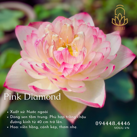 Củ giống Pink Diamond
