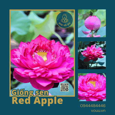 Giống sen Red Apple | Sen Vô Ưu