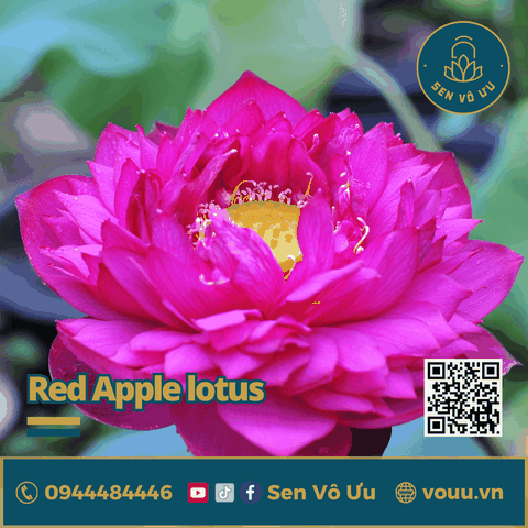 Giống sen Red Apple | Sen Vô Ưu