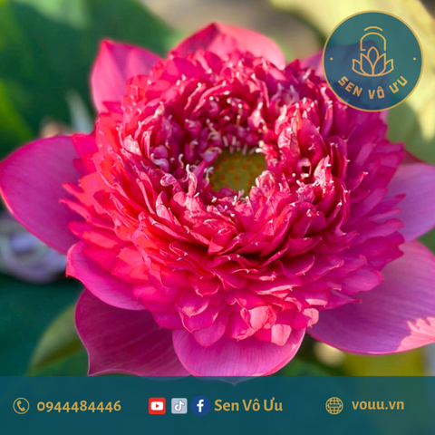 Củ giống sen Red Pagoda | Sen Vô Ưu
