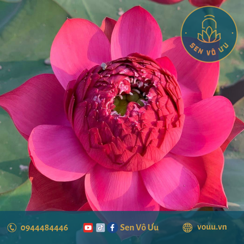 Củ giống sen Red Pagoda | Sen Vô Ưu