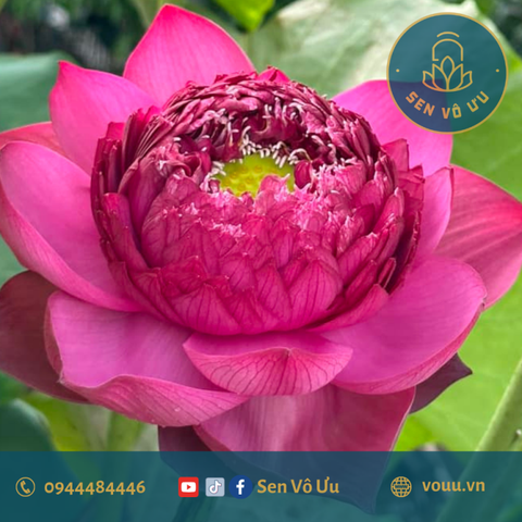 Củ giống sen Red Pagoda | Sen Vô Ưu