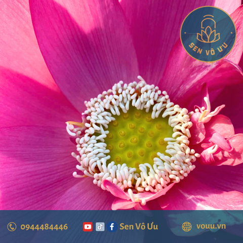 Củ giống Red Royal