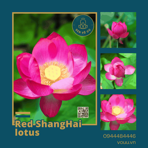 Giống sen Red Shanghai lotus | Sen Vô Ưu